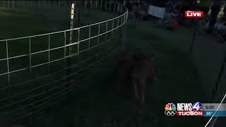 Pig races take off at Marana Pumpkin Patch