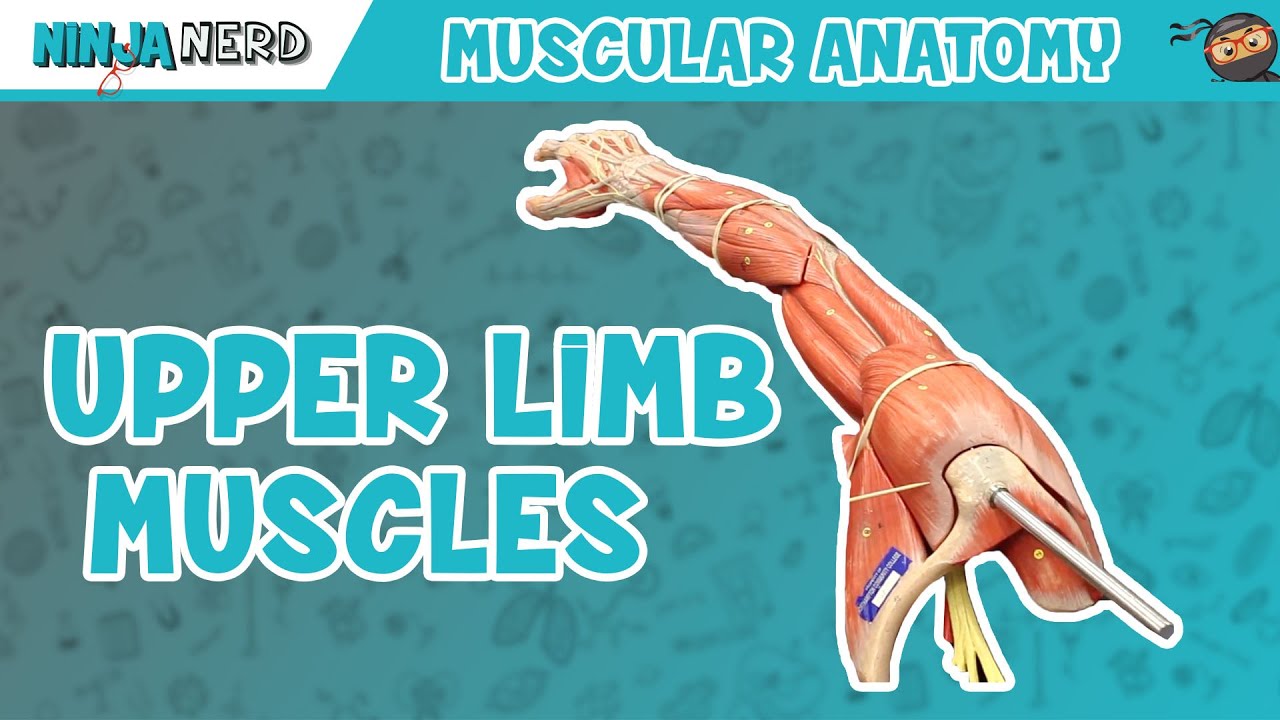 Muscles Of The Arm Youtube