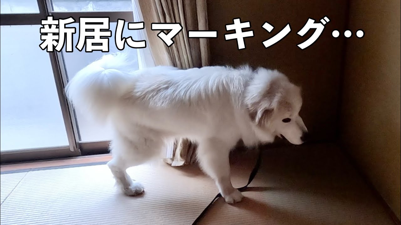 Moving to an Island] My giant dog is just too cute for marking his