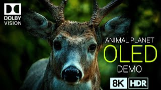 Animal Planet 🌿 Nature &amp; Wildlife in 8K Ultra HD HDR (60FPS)