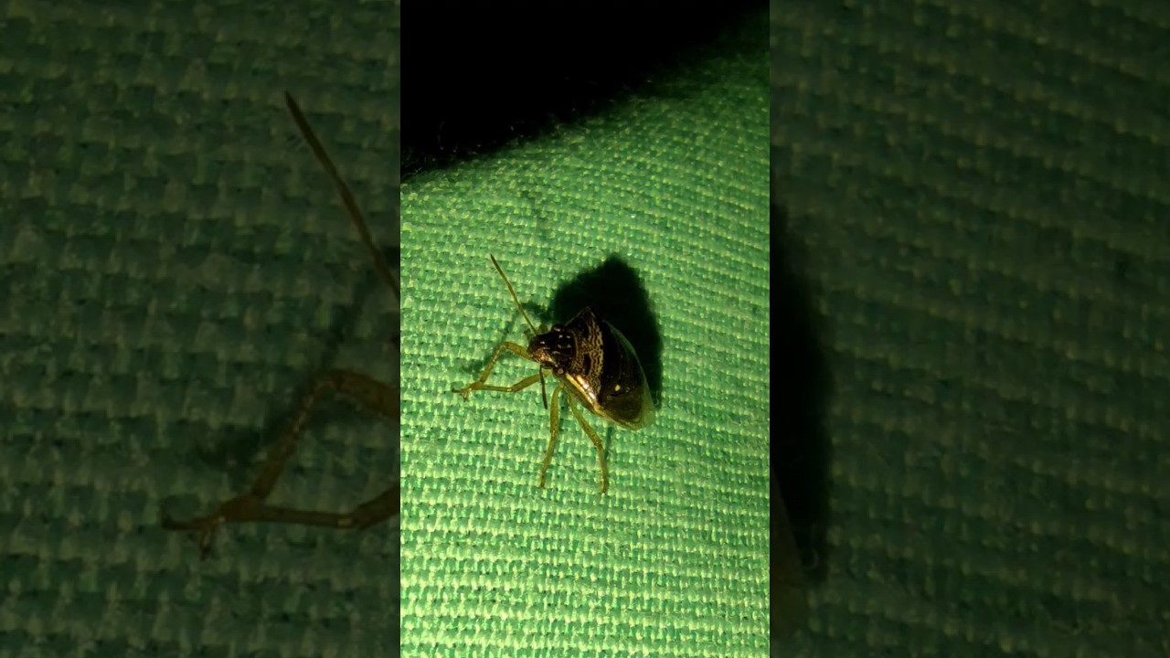 Sesame Rubbing Limbs 