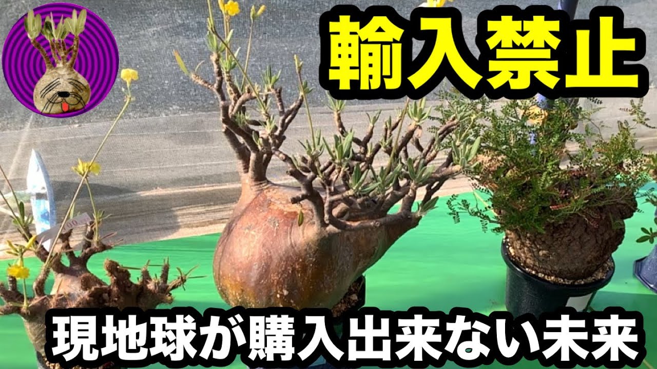 社長インタビューあり】「前半」サボテンオークション日本お客様