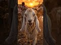 bolta hova goat facts for public #foodreality rota hova Bakra sad facts about
