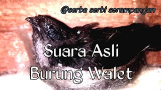 Download Lagu suara walet asli (rekaman suara walet) MP3