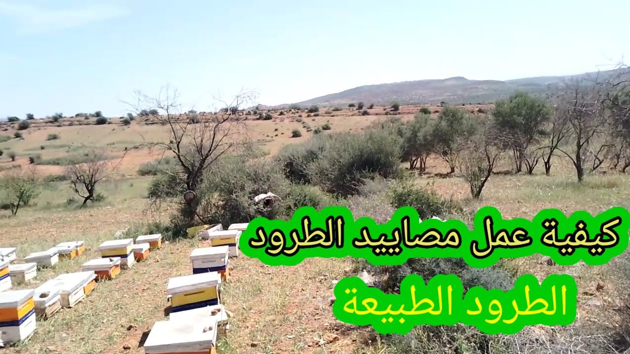 صيد طرود النحل بأسهل طريقة/ كيفية عمل مصيدة الطرود/ طريقة عمل مصيدة الطرود/ تربية النحل 2023