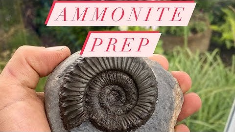 Preparation Of A Fossil Ammonite (Full Length)