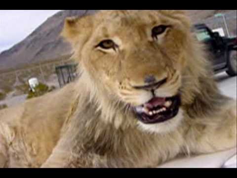 Lion with Squeaky Toy - YouTube