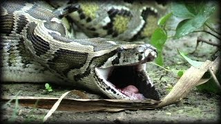Python Attack Compilation 01