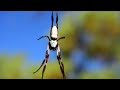 Spider infestation in Australia, Golden Orb weaver Spiders.