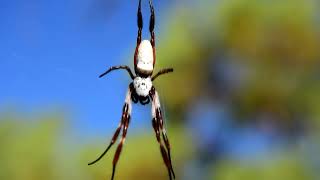 Spider infestation in Australia, Golden Orb weaver Spiders.