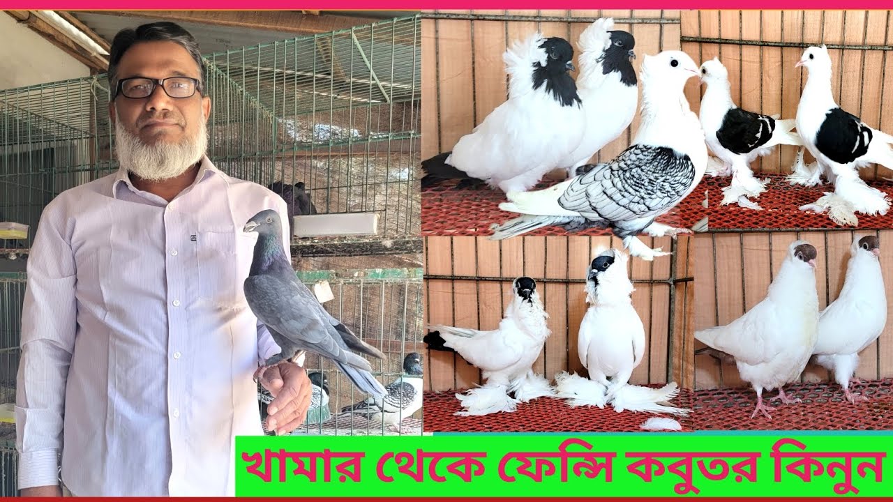 👉👉সিংরার শহিদুল ভাইয়ের খামার থেকে ফেন্সি কবুতর কিনুন 🥰