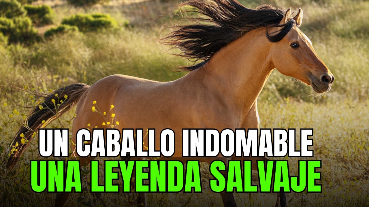 Kiger Mustang: 10 secretos que casi NADIE sabe sobre el caballo más indomable del mundo