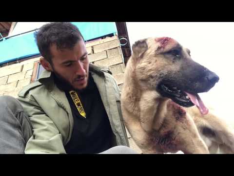 Video: Bir Köpeğe Yara Nasıl Tedavi Edilir