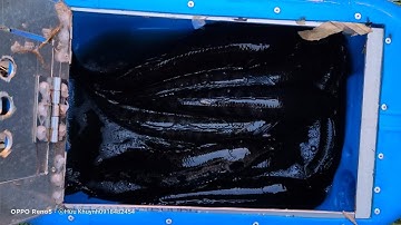 Câu cá lóc rừng U Minh Thượng cận ngày đóng cửa ( Tập 15)