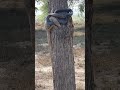 Black cobra paralyzed the monitor lizard