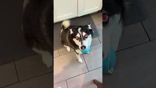 Dinner time #husky #dog #huskyshorts #huskylife #ogdf #doodis #haveitoldyoulatelythatiloveyou