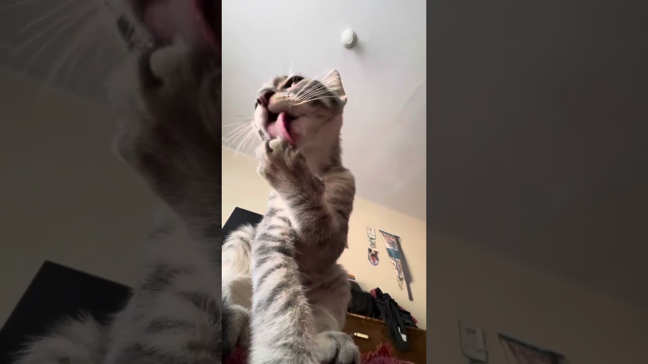 Furstyle: El arte del acicalamiento felino en segundos.