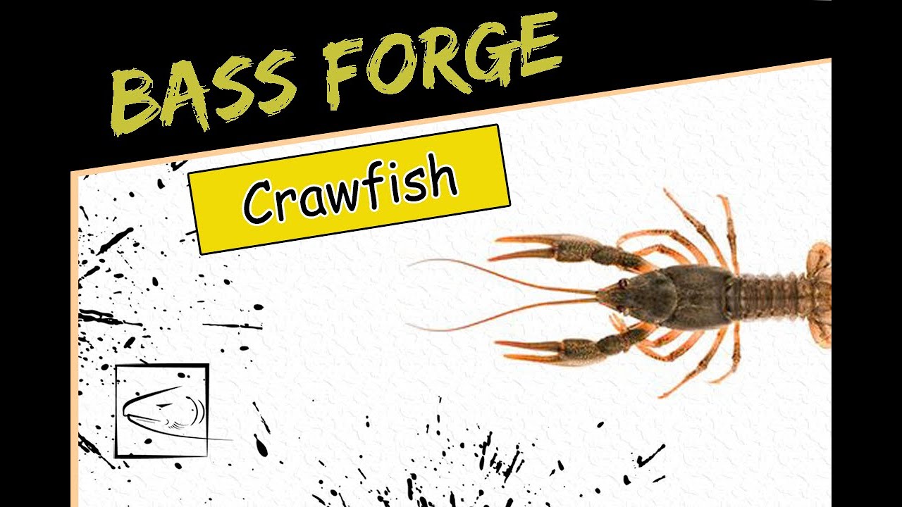 Prespawn Bass Fishing Crawfish Baits YouTube