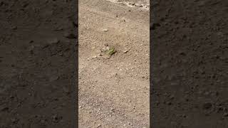 Bukalemun Ile Kamyomcu Dayı Kavgası