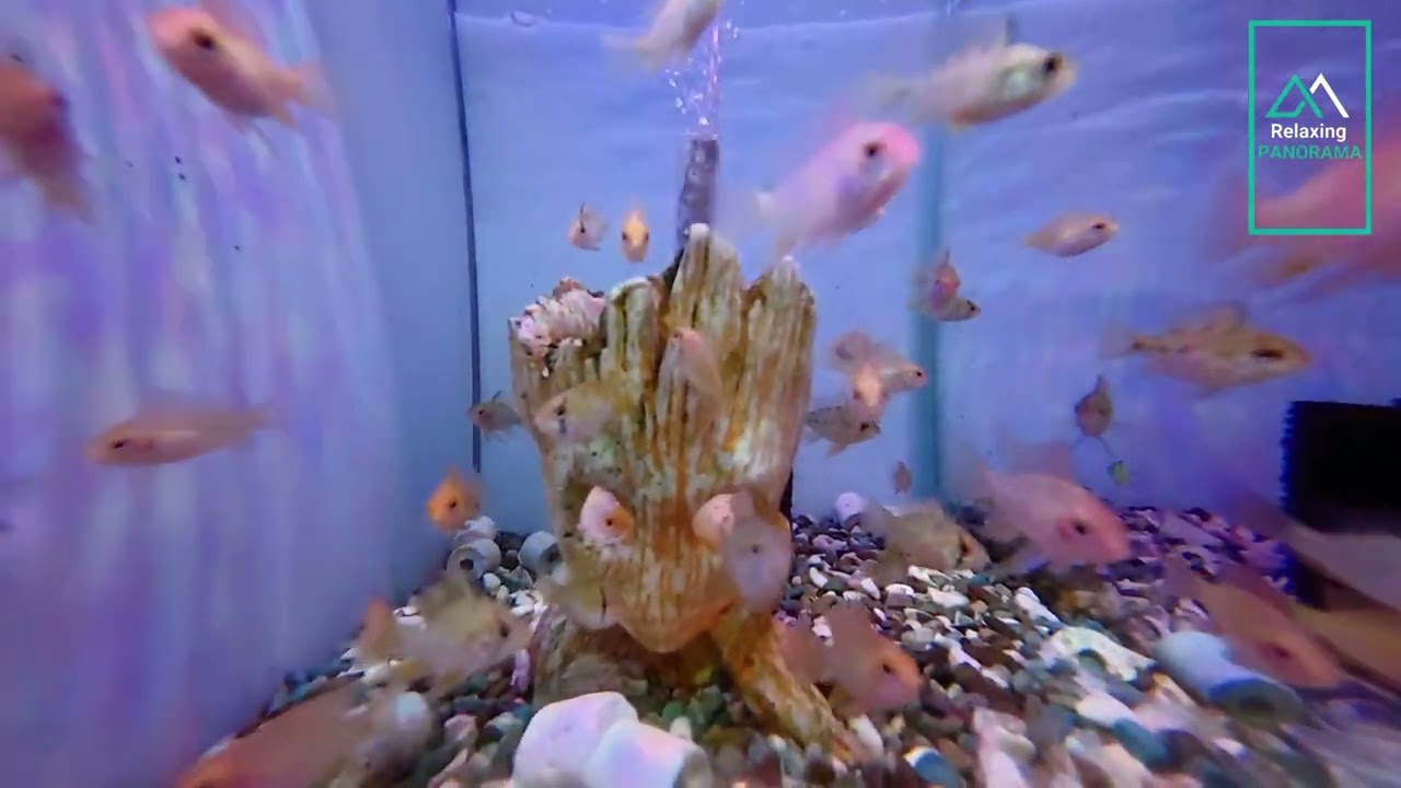 Beautiful German Blue Ram ✨ | 