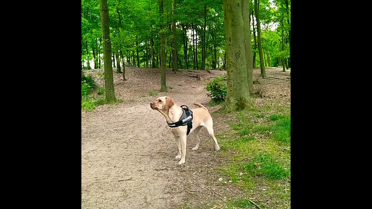 Labrador Retriever Dog Barking Video !!!