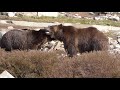 Bears, Owl and Wolves, Grizzly and Wolf Discovery Center, West Yellowstone, Montana October 2019