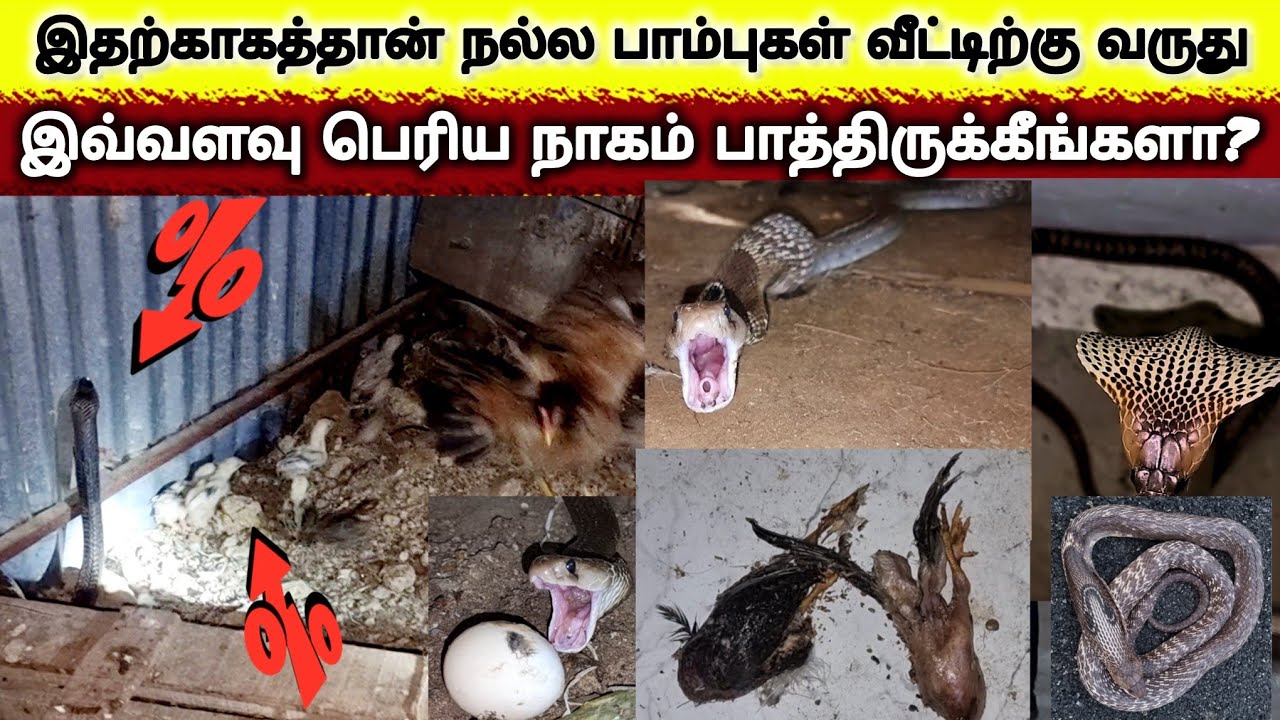🐍ராஜ நாகம் மாதிரி மிகப் பெருசா இருக்கு பாருங்க! 😱 ஆத்தாடி இந்த பாம்பு பிடிக்க எவ்வளவு போராட்டம் 😲