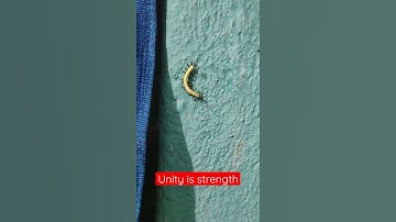 Unity is strength. #ants #strength