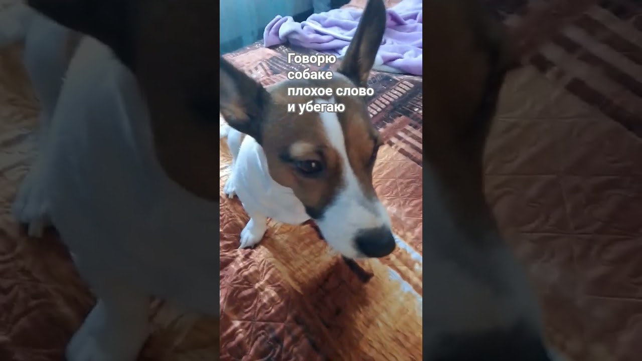 говорю собаке плохое слово и убегаю 