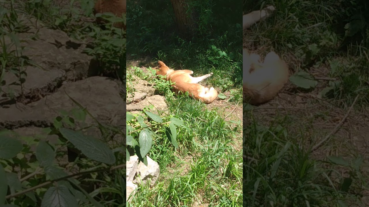 A Dingo Ate My Baby! YouTube