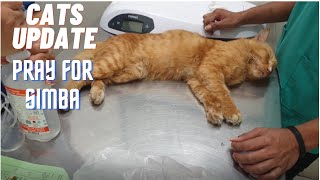 Rescue Cats Updates and Pray for Simba! by Tommy and Family 583 views 3 years ago 11 minutes, 55 seconds