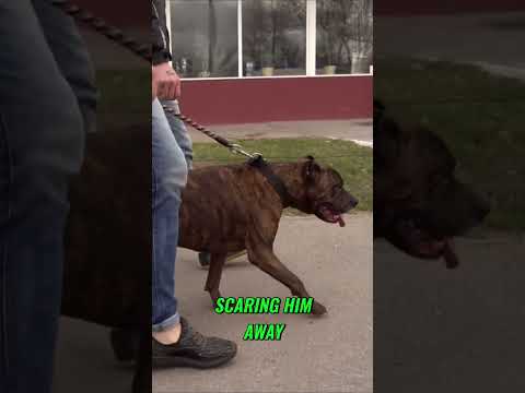 Heroic Pit Bull Saves Woman from Knife Attack! #pitbull #dog #savestheday #knifefight #viral #shorts
