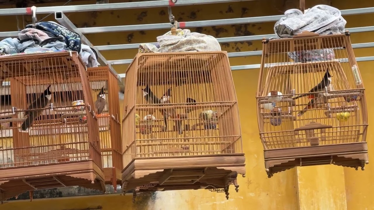 Giải Đấu Chào Mào Cà Phê Cuối Tuần – Toàn Cao Thủ Gặp Nhau 29 Tết