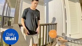 Corgi in Texas makes amazing basketball trick shots