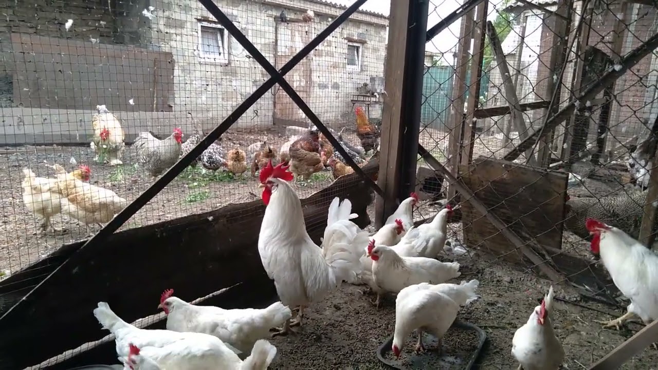 Мои замечательные куры мини леггорны. - YouTube