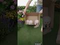 Dogs That Never Grow Big #puppy #cuteanimals #shorts #comedyeffect #animals #fyp