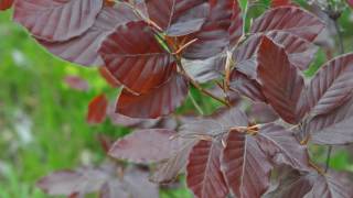 Display of our Copper Beech Trees at Highland Hill Farm