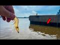 Using LIVE SHRIMP Around SEA WALLS to Catch a Ton of FISH! ** THE EASIEST WAY TO CATCH INSHORE FISH