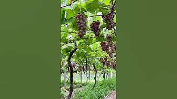 Are grapes sweet or not? 🍇 Grape Picking #FirstPerspective #Immersive Experience