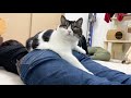 大好きな妹が遊びに来るとべったりな息子猫😻
