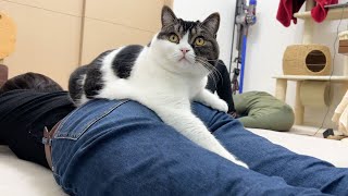 大好きな妹が遊びに来るとべったりな息子猫😻