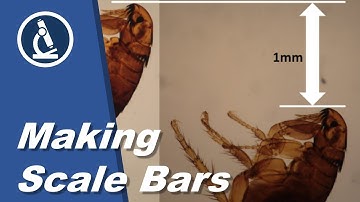 🔬 072 - How to make scale bars | Microscopy