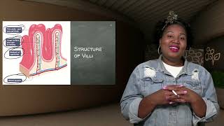 4.2 DIGESTIVE SYSTEM - ALIMENTARY CANAL AND DIGESTION