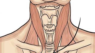 The Endocrine System screenshot 4