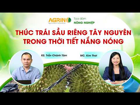THÚC TRÁI SẦU RIÊNG TÂY NGUYÊN TRONG THỜI TIẾT NẮNG NÓNG