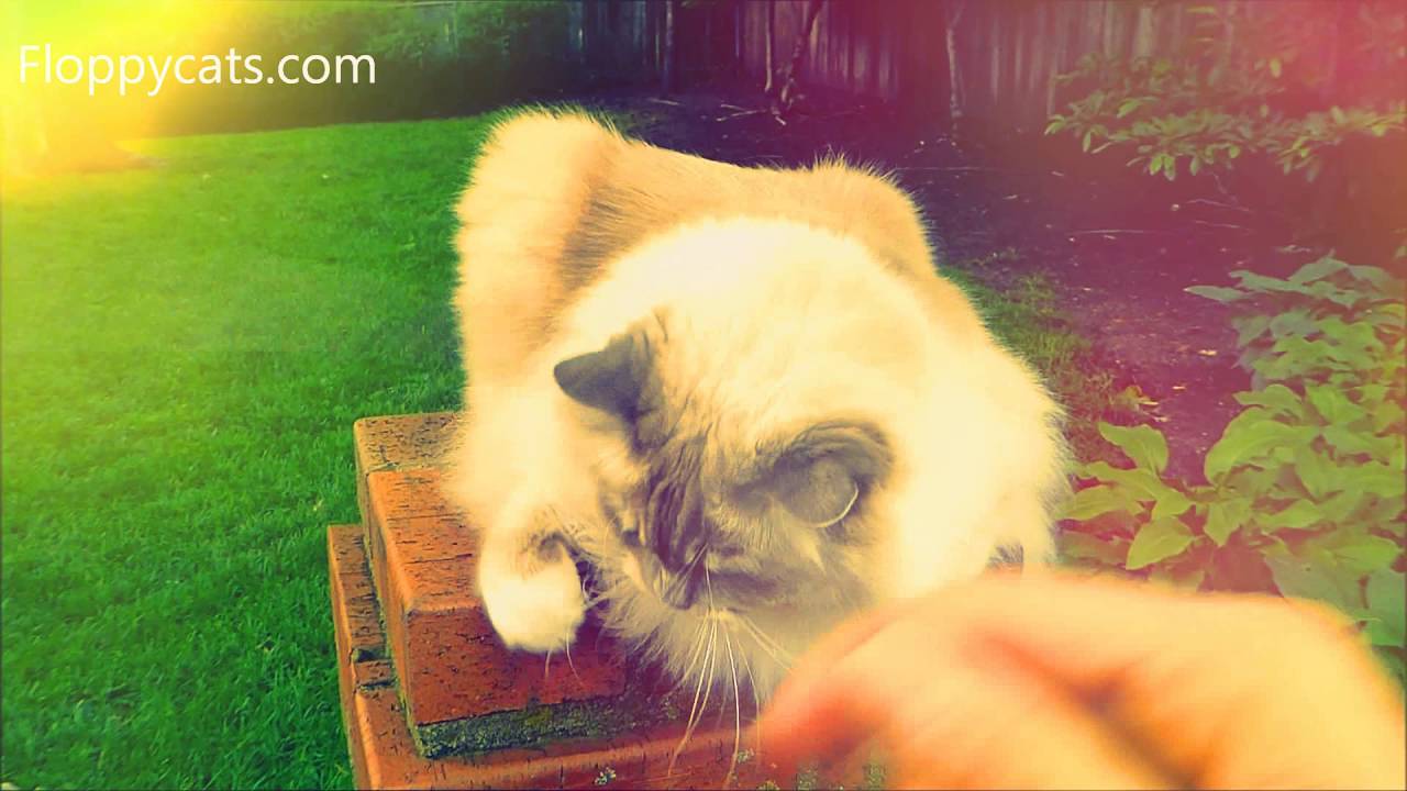 5 Life Hacks Fur Cat Owners YouTube