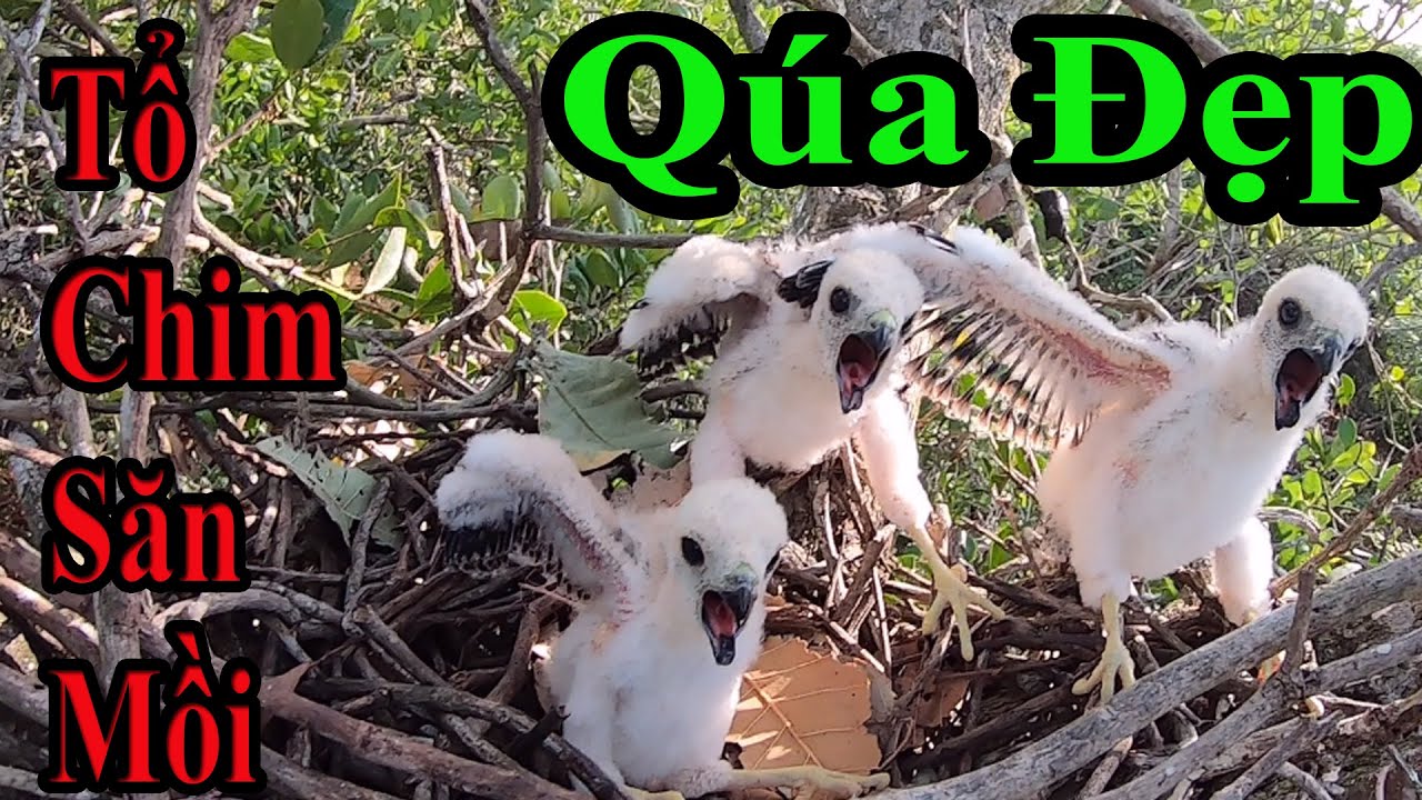 Hành Trình Đi Bắt Tổ Chim Săn Mồi Cực Kỳ Thú Vị