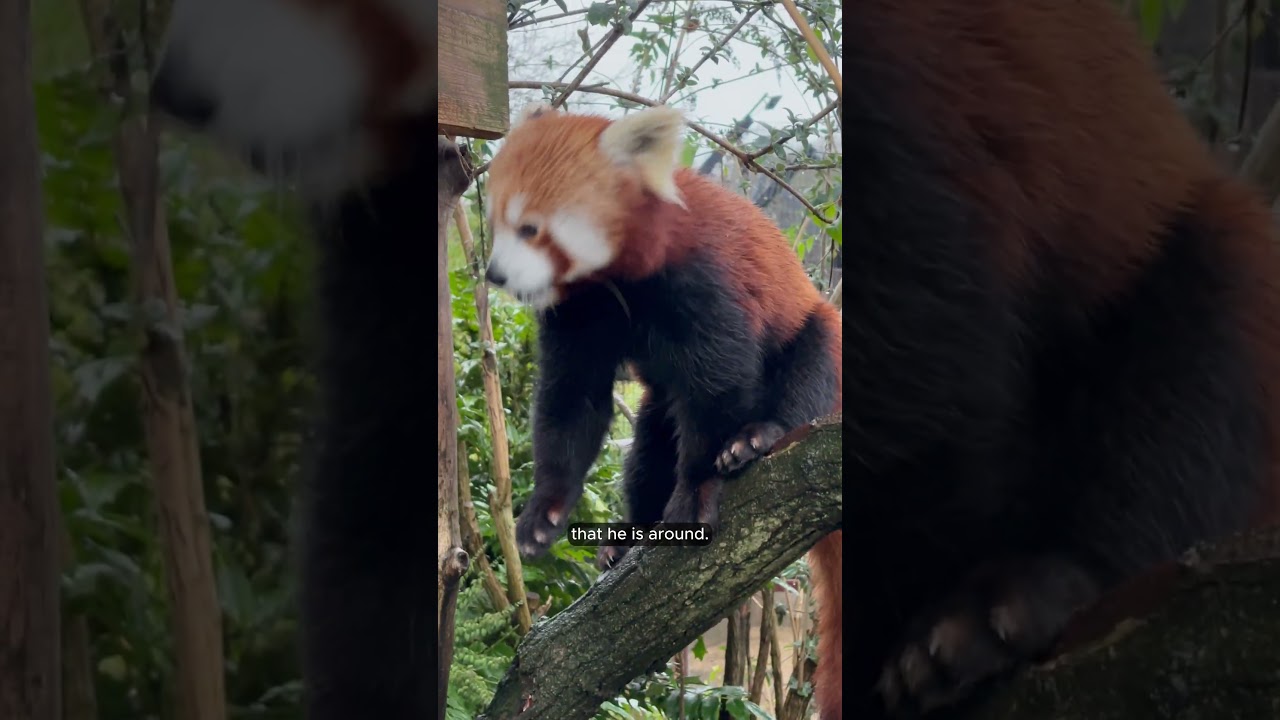 You can’t beat a soggy red panda… 🥺 #redpanda #animals #shorts