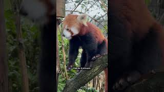 You Cant Beat A Soggy Red Panda