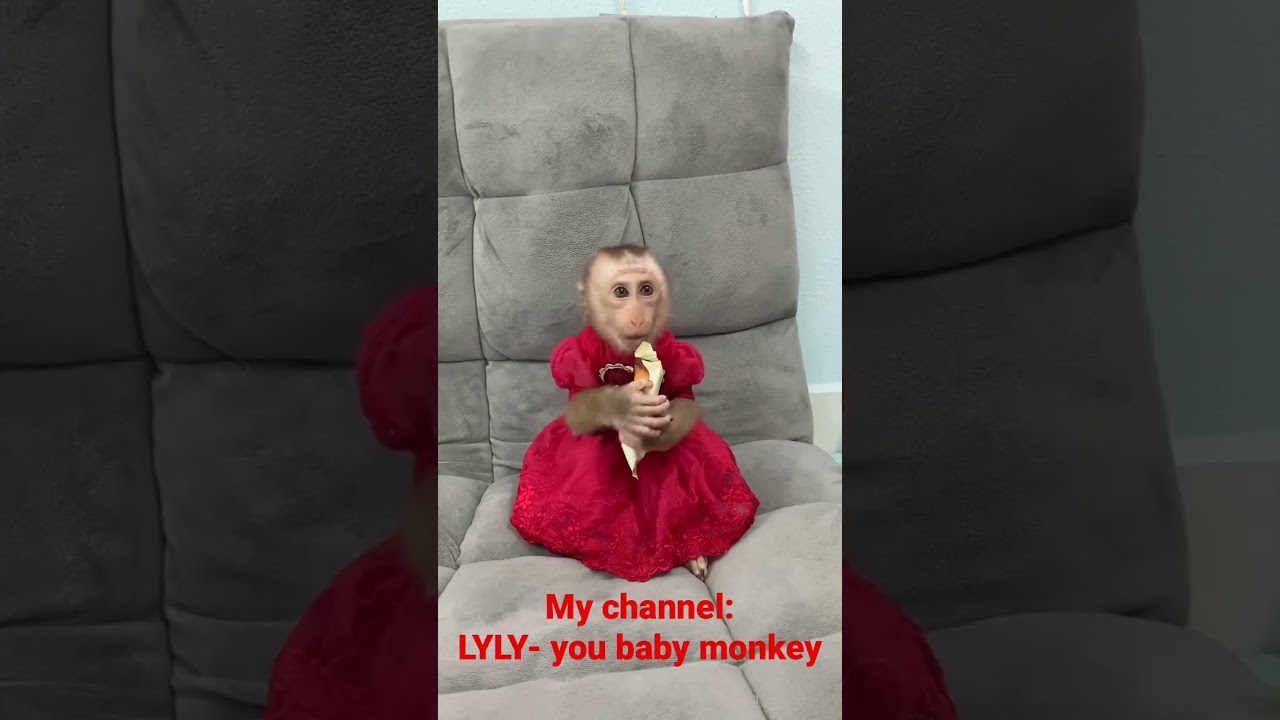 Baby monkey LyLy talking to her mother